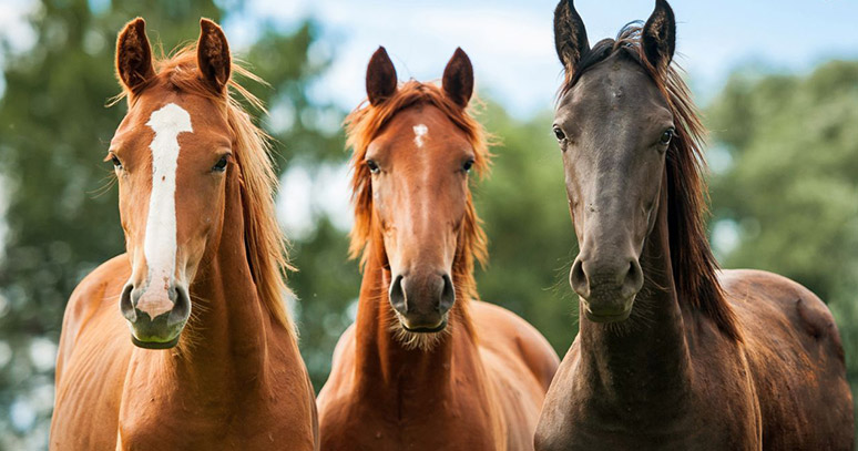Geleneksel At Yar��lar� i�in heyecan dorukta